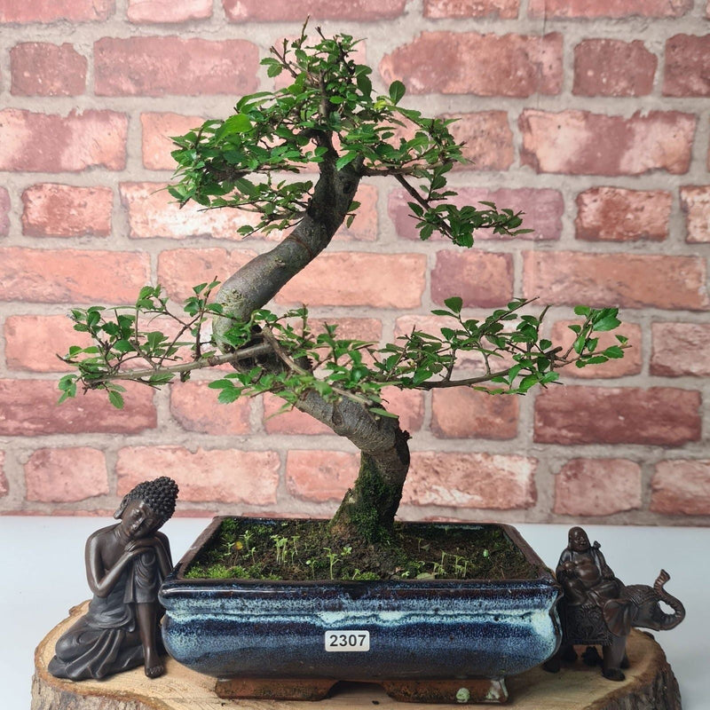 Chinese Elm (Ulmus Parvifolia) Bonsai Tree | Shaped | In 20cm Pot