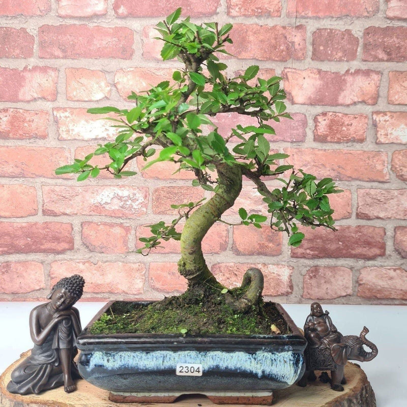 Chinese Elm (Ulmus Parvifolia) Bonsai Tree | Shaped | In 20cm Pot