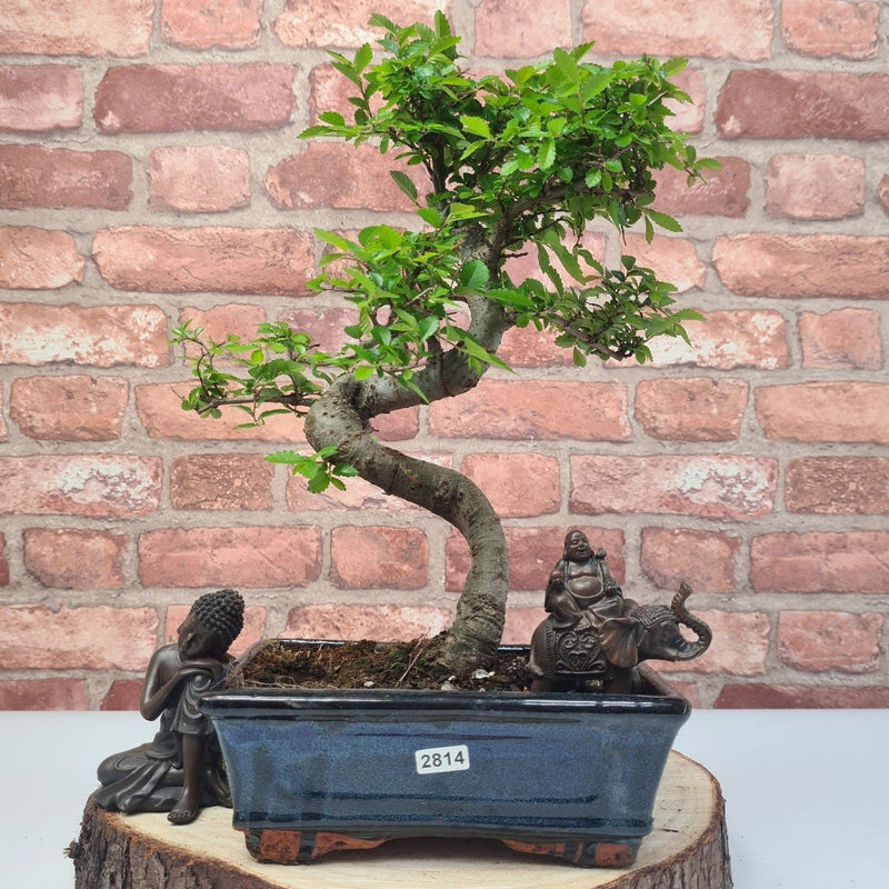 Chinese Elm (Ulmus Parvifolia) Bonsai Tree | Shaped | In 20cm Pot