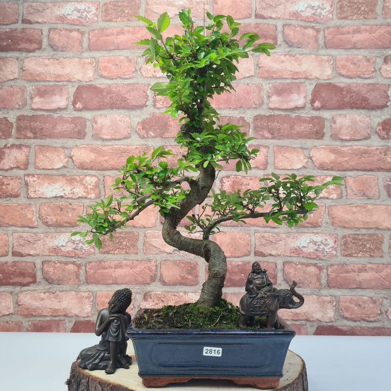 Chinese Elm (Ulmus Parvifolia) Bonsai Tree | Shaped | In 20cm Pot