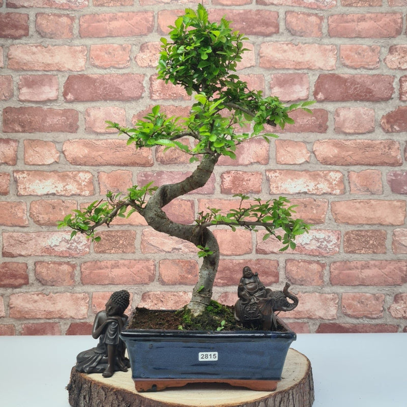 Chinese Elm (Ulmus Parvifolia) Bonsai Tree | Shaped | In 20cm Pot