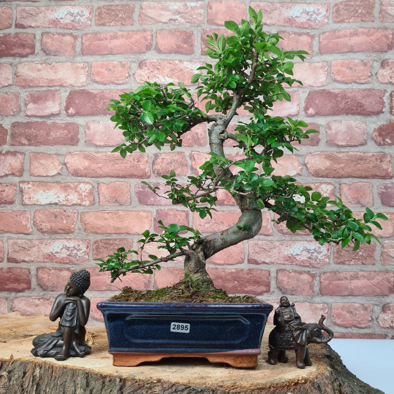 Chinese Elm (Ulmus Parvifolia) Bonsai Tree | Shaped | In 20cm Pot