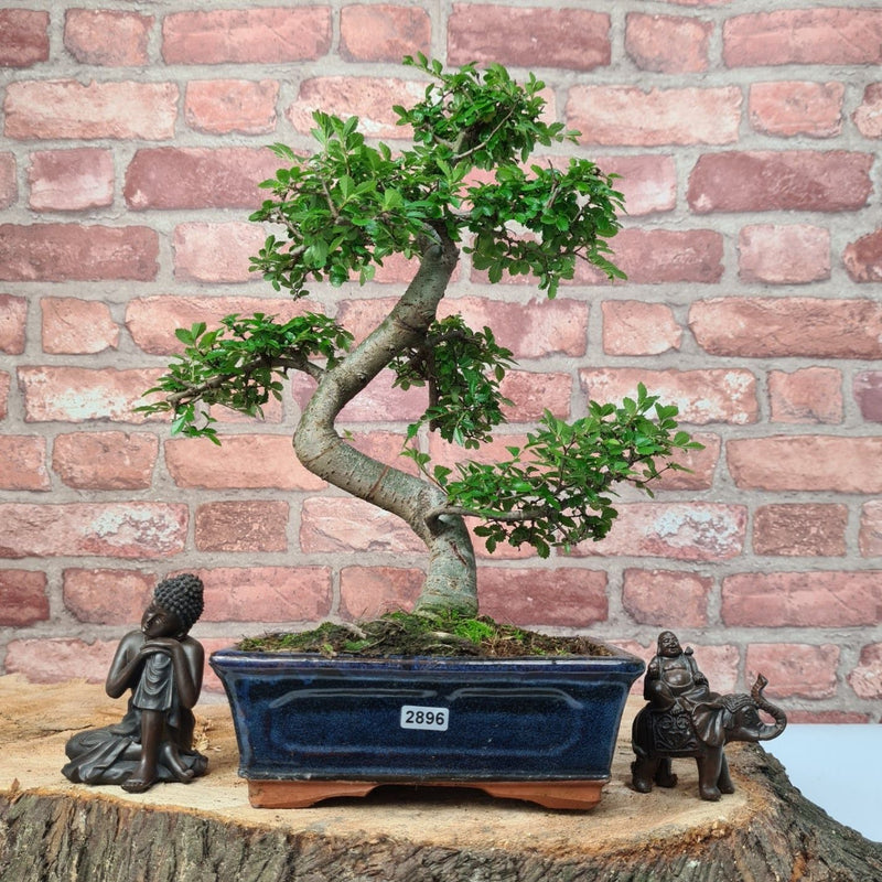Chinese Elm (Ulmus Parvifolia) Bonsai Tree | Shaped | In 20cm Pot