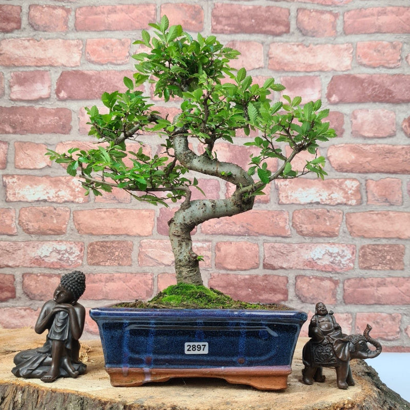 Chinese Elm (Ulmus Parvifolia) Bonsai Tree | Shaped | In 20cm Pot