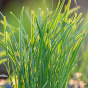 Chives Garlic (Herb) 9cm -