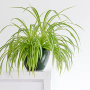Chlorophytum variagata (Spider Plant) 25-30cm -