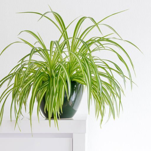 Chlorophytum variagata (Spider Plant) 25-30cm -