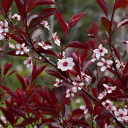 Ornamental Flowering Cherry Blossom Tree - 'Cistena' -