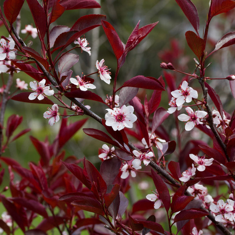Ornamental Flowering Cherry Blossom Tree - 'Cistena' -