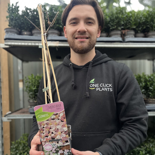 Clematis montana 'Rubens' 60cm -