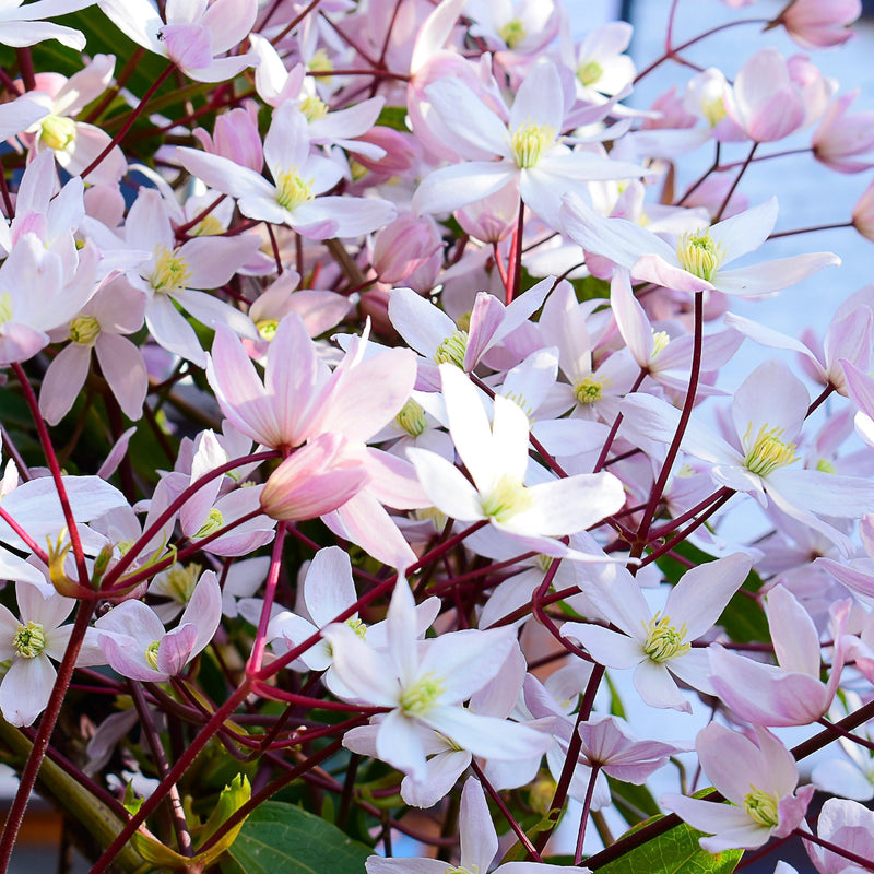 Clematis armandii - Apple Blossom 100cm (Evergreen and Fragrant) -