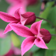 Clematis 'Princess Diana' 70cm -