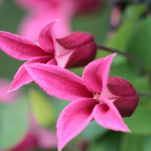 Clematis 'Princess Diana' 70cm -