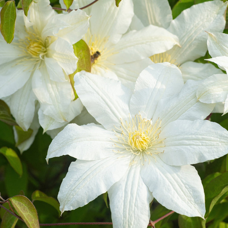 Clematis 'Early Sensation' -