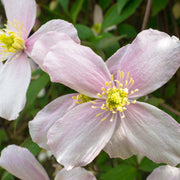 Clematis montana 'Fragrant Spring' 60cm -