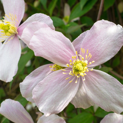 Clematis montana 'Fragrant Spring' 60cm -
