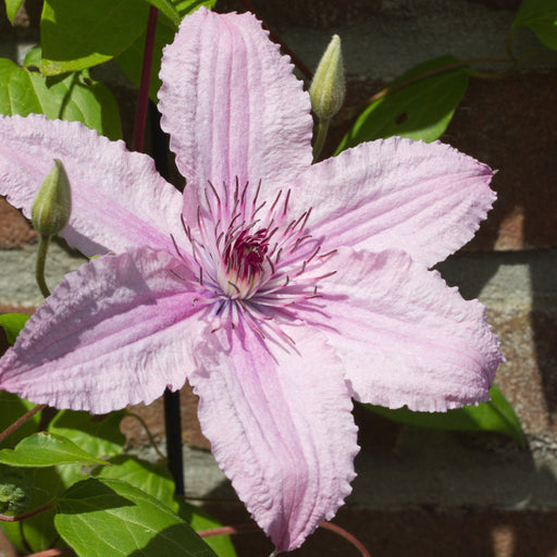 Clematis 'Hagley Hybrid' 50cm -