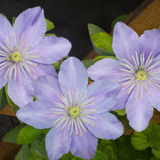 Clematis Hybrid 'Justa' 50cm -