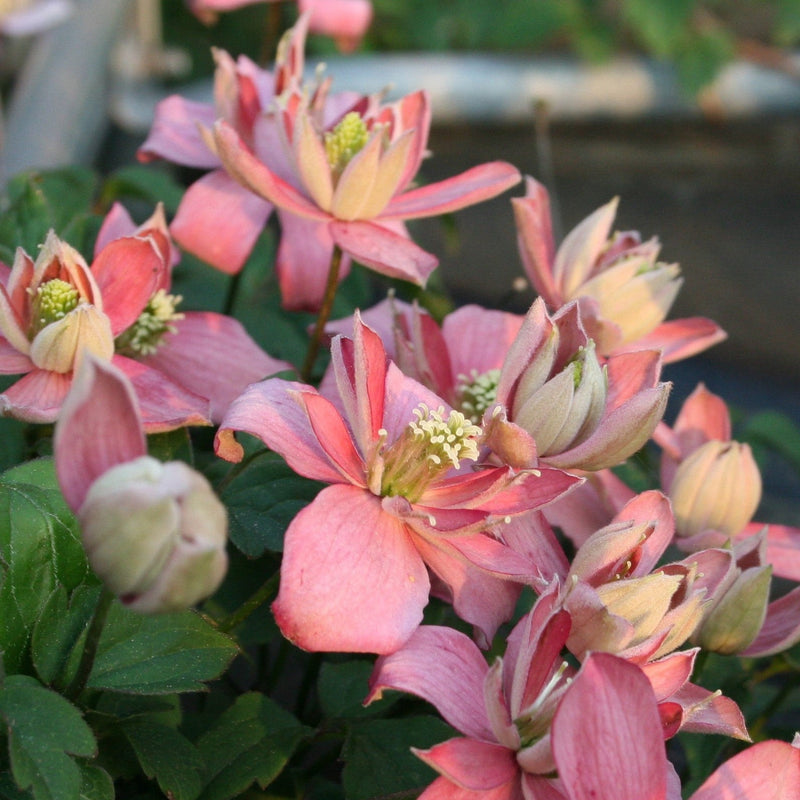 Clematis montana 'Marjorie' 60cm -