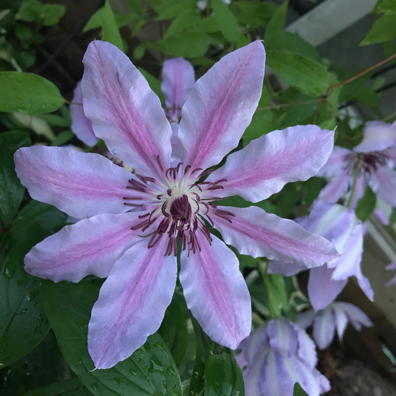 Clematis 'Nelly Moser' -
