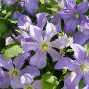 Clematis 'Prince Charles' 75cm -
