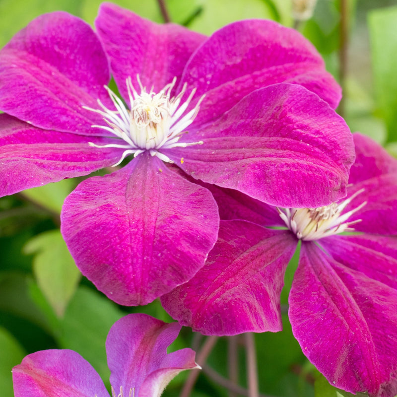 Clematis 'Rouge Cardinal' 50cm -