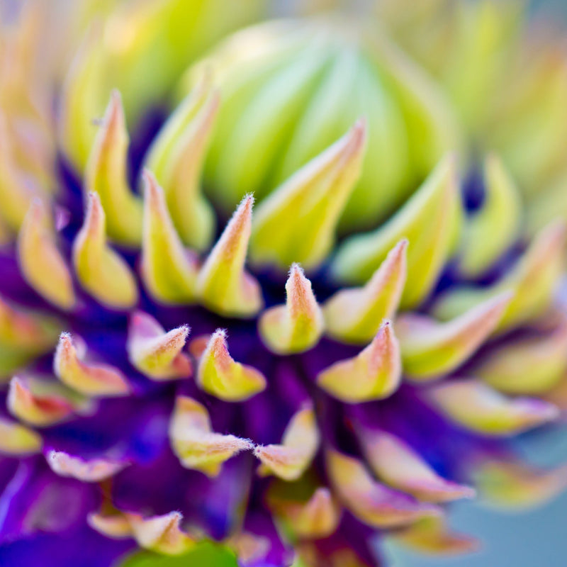 Clematis florida 'Taiga' 75-85cm -