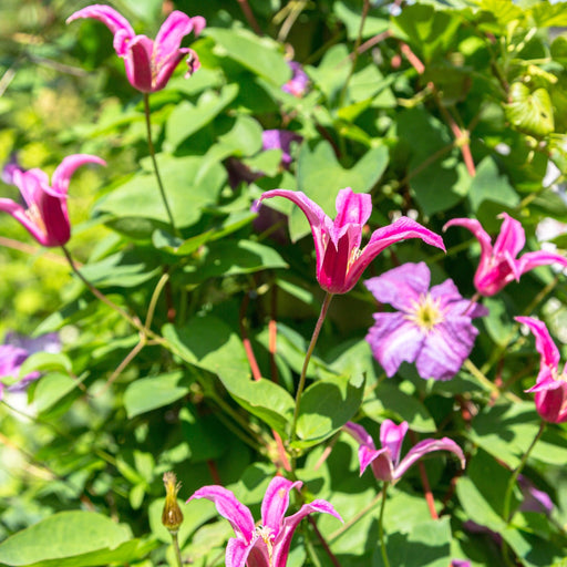 Clematis 'Princess Diana' 70cm -