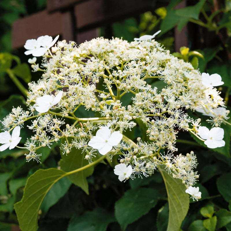 Climbing Hydrangea 'Hydrangea petiolaris' 2L (60-70cm) -