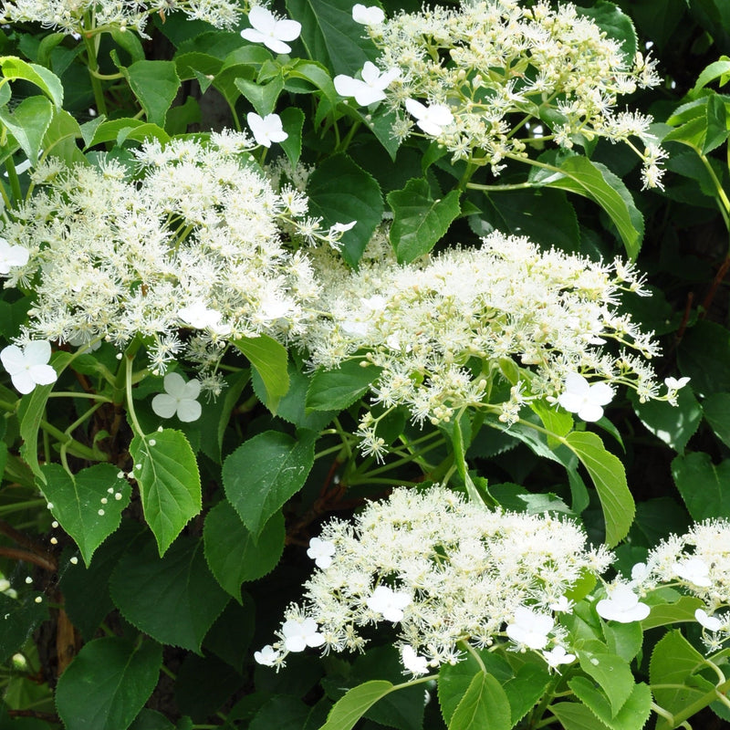 Climbing Hydrangea 'Hydrangea petiolaris' 2L (60-70cm) -