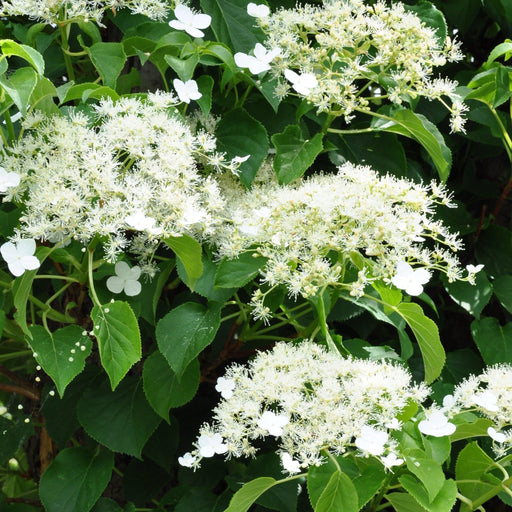 Climbing Hydrangea 'Hydrangea petiolaris' 2L (60-70cm) -