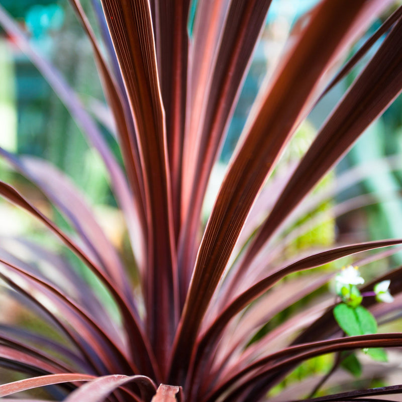 Cordyline australis 'Red Star' (3 sizes available) -