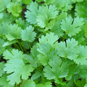 Coriander (Herb) 9cm -