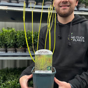 Cornus stolonifera flaviramea - Yellow Dogwood 1L / 2L -