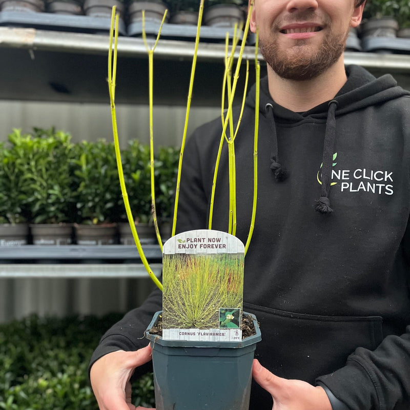 Cornus stolonifera flaviramea - Yellow Dogwood 1L / 2L -