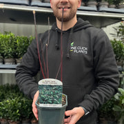 Cornus 'Kesselringii' - Black Stem Dogwood 1L / 2L -