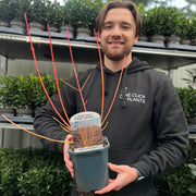 Cornus sanguinea 'Winter Beauty' 2L -