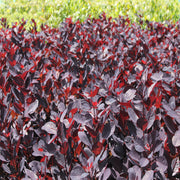 Cotinus cog. 'Royal Purple' 9cm/2L -