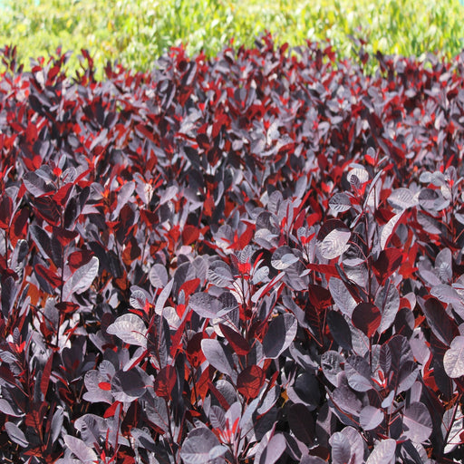 Cotinus cog. 'Royal Purple' 9cm/2L -