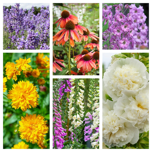 Cottage Garden Perennial Mix (3/6/10 Plants) -