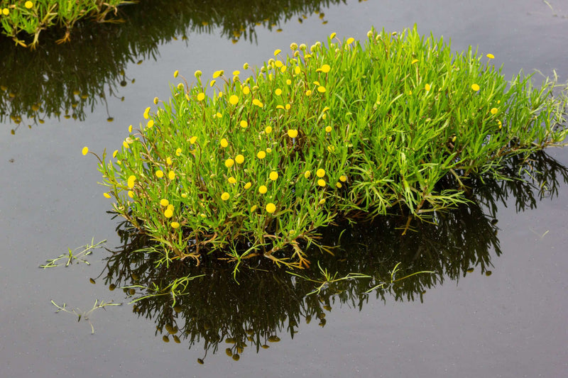Cotula coronopifolia (Brass buttons) - Marginal Pond Plants - MP028