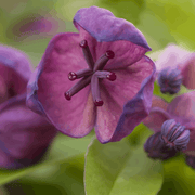 Akebia Quinata | Chocolate Vine | 60cm -