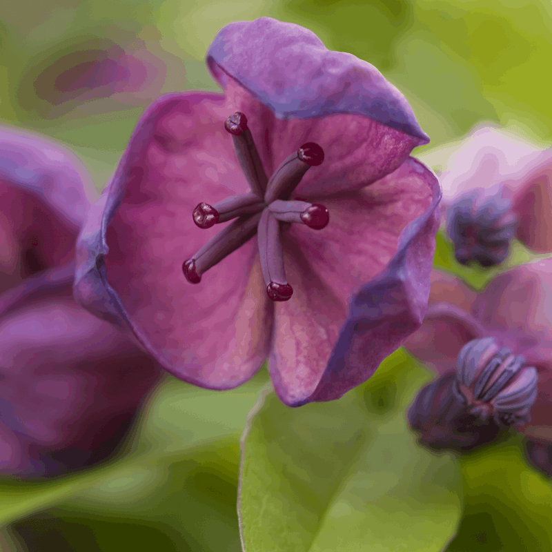 Akebia Quinata | Chocolate Vine | 60cm -