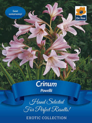 Crinum 'Powellii' | Exotic Collection | 1 Bulb -