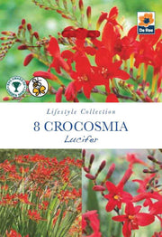 Crocosmia | Lucifer | 8 Bulbs -