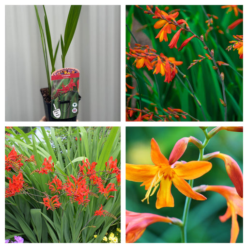 3 x Crocosmia ( 3 x 9cm Pots) -