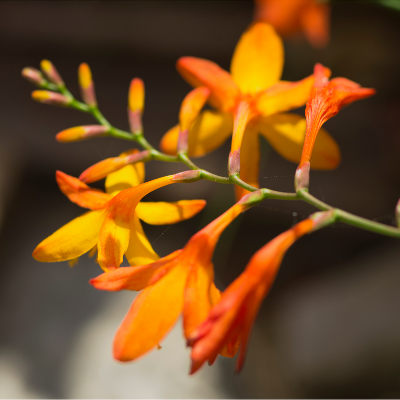Crocosmia x crocosmiiflora 'Emily Mckenzie' 9cm/2L -