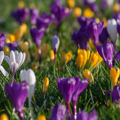 Crocus Botanical Mixed Bulbs (15/30 Bulbs) -