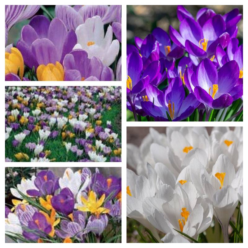 Crocus Large Flowering Mixed (15 Bulbs) -