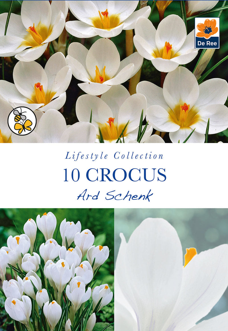 Crocus Ard Schenk (10 Bulbs) -